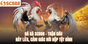 Đá Gà SC888 - Trận Đấu Nảy Lửa, Cảm Giác Hồi Hộp Tột Đỉnh